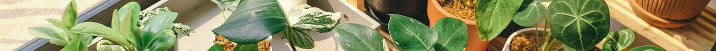 Are Artificial Plants Worth It? What to Look for Before You Buy
