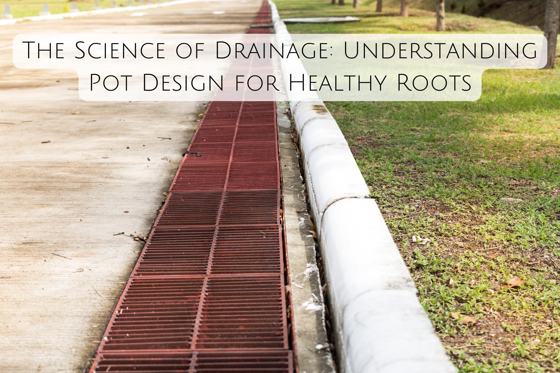 The Science of Drainage: Understanding Pot Design for Healthy Roots