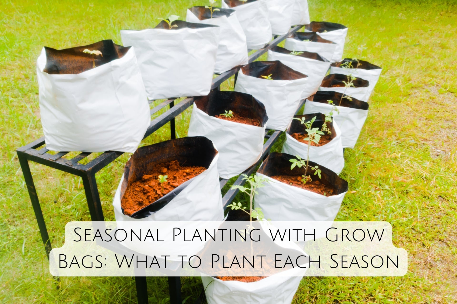 Seasonal Planting with Grow Bags: What to Plant Each Season