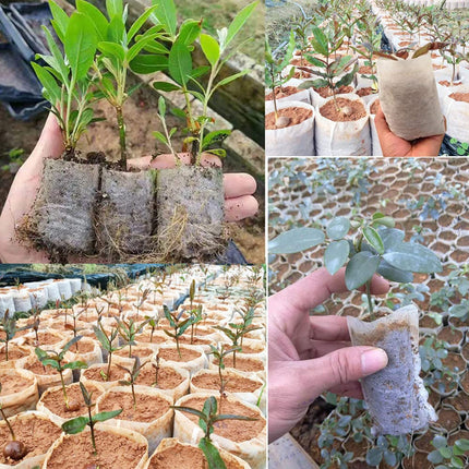 100-PCS Biodegradable Nursery Bag Grow Bags Non-Woven Fabric s to Sow Flower Pots for Home Garden Accessories Tools
