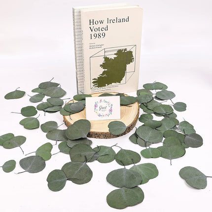 Real Eucalyptus Leaves for Shower: 500PCS Green Dried Eucalyptus Leaves Bulk for Wedding Home Party Bridal Showers Baby Shower DIY Garland Cake Table Center Christmas Decorations
