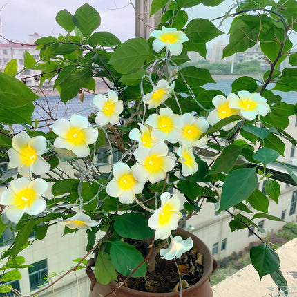 Solar Plumeria Flowers Outdoor Waterproof - 20Ft 20LED Solar Hawaiian Frangipani Flower String Lights, Tropical Flowers Floral Decorative for Garden, Fence, Yard, Patio, Tree Party White