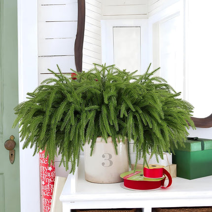 12 Pcs Christmas Norfolk Pine Branches, Norfolk Pine Artificial Christmas Stems DIY Crafts Faux Christmas Greenary Norfolk Pine Branches for Xmas Wreath Garland Home Decor (12)