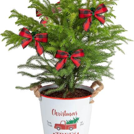 Costa Farms Live Christmas Tree, Norfolk Island Pine Medium Christmas Tree in Holiday Tin Plant Pot, Holiday Decoration Bows, Tabletop Holiday and Christmas Room Decor, 18-20 Inches Tall