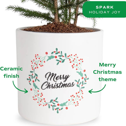 Costa Farms Live Christmas Tree, Medium Norfolk Island Pine in Merry Christmas Wreath Ceramic Plant Pot, Christmas Ornaments, Tabletop Christmas , Holiday, Christmas Room Decor, 18-20 Inches Tall