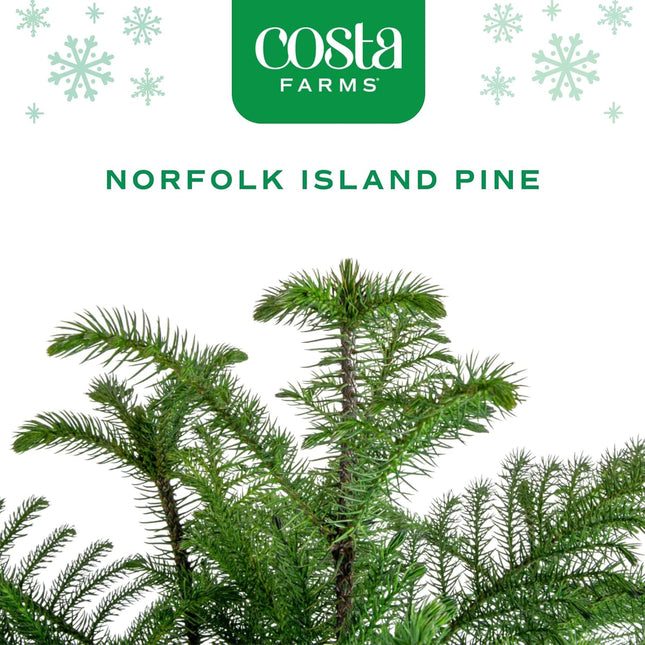 Costa Farms Live Christmas Tree, Medium Norfolk Island Pine in Merry Christmas Wreath Ceramic Plant Pot, Christmas Ornaments, Tabletop Christmas , Holiday, Christmas Room Decor, 18-20 Inches Tall