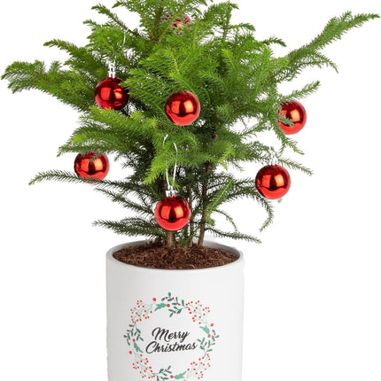 Costa Farms Live Christmas Tree, Medium Norfolk Island Pine in Merry Christmas Wreath Ceramic Plant Pot, Christmas Ornaments, Tabletop Christmas , Holiday, Christmas Room Decor, 18-20 Inches Tall