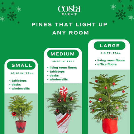 Costa Farms Live Christmas Tree, Medium Norfolk Island Pine in Merry Christmas Wreath Ceramic Plant Pot, Christmas Ornaments, Tabletop Christmas , Holiday, Christmas Room Decor, 18-20 Inches Tall
