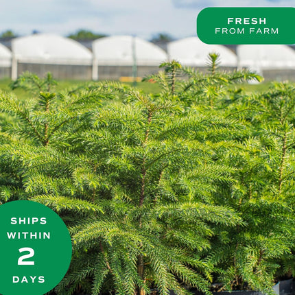 Costa Farms Live Christmas Tree, Norfolk Island Pine Medium Christmas Tree in Holiday Tin Plant Pot, Holiday Decoration Bows, Tabletop Holiday and Christmas Room Decor, 18-20 Inches Tall