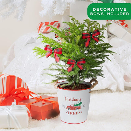 Costa Farms Live Christmas Tree, Norfolk Island Pine Medium Christmas Tree in Holiday Tin Plant Pot, Holiday Decoration Bows, Tabletop Holiday and Christmas Room Decor, 18-20 Inches Tall