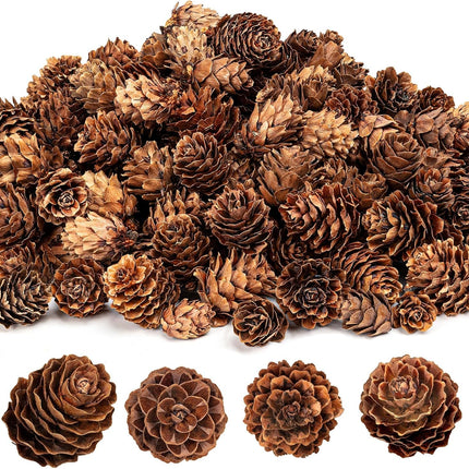 250Pcs Christmas Mini Pine Cones, Small Natural Pine Cones for Christmas Wreath Craft, Tiny Pinecones for Decor Vase Fillers, Thanksgiving, Home Decor